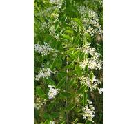 Ligustrum vulgare 'Atrovirens' / Troène commun/Conteneur de 3 à 4 litres