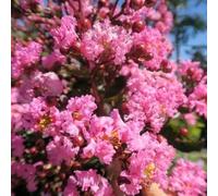 Lila des Indes Rouge - Lagerstroemia indica Pot 3 Litre +/- 40 cm