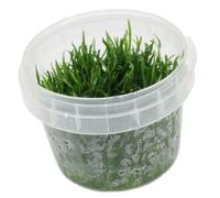 Lilaeopsis mauritiana - in-Vitro - Plante Vivante Aquarium