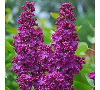 Lilas commun 'Andenken An Ludwig Späth' - Syringa vulgaris 'Andenken An Ludwig Späth' - 40-60 C - 40-60 cm pot | Fleurs violet foncé, parfum envoûtant