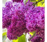 Lilas commun 'Charles Joly' - Syringa vulgaris 'Charles Joly' 40-60 cm pot | Lilas vigoureux, fleurs pourpres parfumées, parfait massif coloré