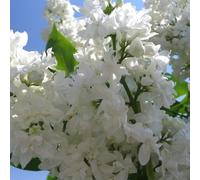 Lilas commun 'Madame Lemoine' - Syringa vulgaris 'Madame Lemoine' - 40-60 C - 60-80 cm pot | Fleurs blanches doubles, très parfumées