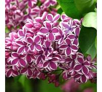 Lilas commun 'Sensation' - Syringa vulgaris 'Sensation' 40-60 cm pot | Arbuste rare, fleurs bicolores violet & blanc, parfait haie fleurie