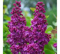 Lilas commun - syringa vulgaris 'andenken ludwig spaeth' - 40-60 cm pot
