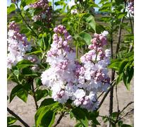 Lilas commun - syringa vulgaris 'belle de nancy' - 40-60 cm pot