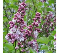 Lilas commun - syringa vulgaris 'michel buchner' - 60-80 cm pot