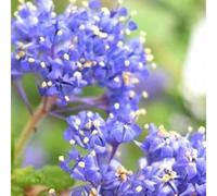 Lilas de Californie 'Blue Diamond' - Ceanothus 'Blue Diamond' 40-60 cm pot | Arbuste persistant, fleurs bleues abondantes, idéal haie fleurie
