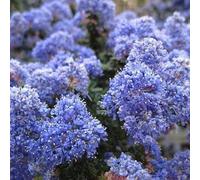 Lilas de Californie 'Burkwoodii' - Ceanothus 'Burkwoodii' 40-60 cm pot | Arbuste persistant, fleurs bleues parfumées, idéal haie basse & jardin
