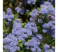 Lilas de Californie 'Concha' - Ceanothus 'Concha' 30-40 cm pot | Arbuste vigoureux, floraison bleue éclatante, parfait massif & bordure