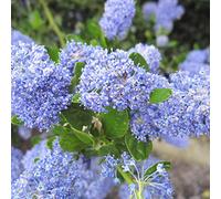 Lilas de Californie impressus 'Victoria' - Ceanothus impressus 'Victoria' 40-60 cm pot | Arbuste persistant, floraison bleu foncé, idéal haie & jardin côtier