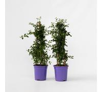 Lilas de Californie - Set de 2 - Ceanothus Repens - H60-70cm - ⌀17cm