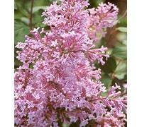 Lilas de Chine 'Josée' - Syringa 'Josée' 40-60 cm pot | Petit lilas remontant, fleurs roses parfumées, parfait terrasse & massif