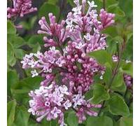 Lilas de Chine 'Palibin' - Syringa meyeri 'Palibin' 40-60 cm pot | Petit lilas, floraison parfumée rose clair, idéal terrasse & petit jardin