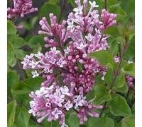 Lilas de chine - syringa meyeri 'palibin' - 40-60 cm pot
