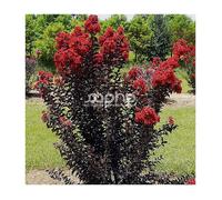 Lilas des Indes Black Diamond® Red Hot™, Lagerstroemia