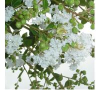 Lilas des Indes Neige d'été® Lagerstroemia