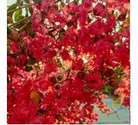 Lilas des Indes Périgord Pourpre, Lagerstroemia