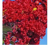 Lilas des Indes Saint Emilion® 'Desemi 103', Lagerstroemia