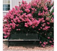 Lilas des Indes Souvenir d'André Desmartis, Lagerstroemia