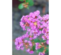 Lilas des indes 'with love ? Eternal' taille du pot - en pot de 3 litres