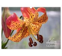 Lilien (Lilium) (Wandkalender 2026 DIN A3 quer), CALVENDO Monatskalender: Die Lilien (Lilium) sind eine Gattung der Familie der Liliengewächse (Liliaceae) mit rund 115 Arten.