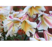 Lilium Regale 10 Graines, Lis Regale