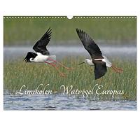 Limikolen - Watvögel Europas (Wandkalender 2026 DIN A3 quer), CALVENDO Monatskalender: Schnepfen und Regenpfeifer gehören zu den Limikolen ... und Herbst in ihre Überwinterungsgebiete.
