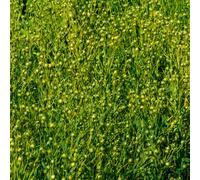 Lin cultivé oléagineux 25 kg lin commun, semences de lin, Linum usitatissimum, semences
