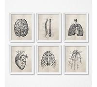 Ling88 Tableau Decoration Murale Organes Humains Anatomie Poumon Cerveau Coeur Salon Peinture Décorative Hôpital Clinique École Peinture Suspendue Art Médical Mur Toile Art 30X40Cmx6Pcs