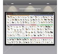 Ling88 Tableau Decoration Murale Salon,Anatomie du Teckel Graphique Diagramme Chiens Races Graphique Affiche Impression Toile Photos Maison Peintures Mur Art Salon Décor - 30X40Cm