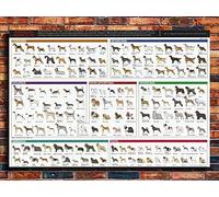 Ling88 Tableau Decoration Murale Salon,Collage Chiens Races Le Diagramme Chien Peinture Affiche Imprime Toile Mur Photo pour La Décoration De La Maison, Affiches Et Impressions - 30X40Cm
