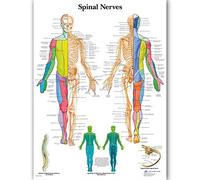 Ling88 Toile Nerfs Spinaux HD Imprime des Photos Art Mural Anatomie Peinture Décor À La Maison Éducation Médicale Affiches pour Bureau Hôpital Clinique Décoration Murale-50X70Cm