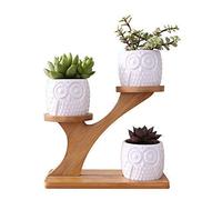 LINGLAN 1 Ensemble de chouette en céramique Pots de Fleur de Forme Rond /et Plateau de Bambou/Pots de Cactus/Plante en Pot/Cultiver 1 Paquet de 3