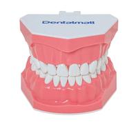 LINGMING Modèle dentaire de brossage du fil dentaire pour entraînement des dents - Modèle Gingiva visible - Démonstration anatomique - Enseignement - Taille standard - Ling