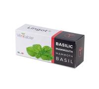 Lingot Basilic Mammouth Pour Potager Véritable