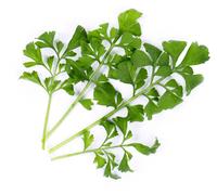 Lingot Cresson Bio Pour Potager Véritable