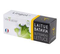 Lingot Laitue Batavia Bio Pour Potager Véritable
