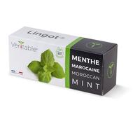 Lingot Menthe Marocaine Bio Pour Potager Véritable