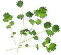 Lingot Pimprenelle Bio Pour Potager Véritable