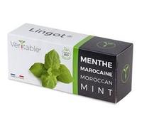 Lingot® Veritable Menthe marocaine G
