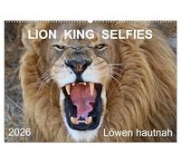 LION KING SELFIES Löwen hautnah (Wandkalender 2026 DIN A2 quer), CALVENDO Monatskalender: Die Fotografin Barbara Fraatz hat für Sie Ihre schönsten ... Fotojahreskalender-Planer zusammen gestellt.