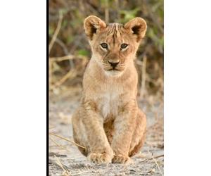 Lion notebook for students: Ruled Pages for Strong Minds