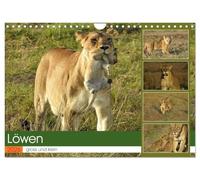 Lions - Grand et petit (calendrier mural 2026 DIN A4 paysage) - Calendrier mensuel CALVENDO