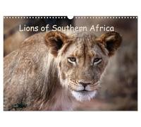 Lions of Southern Africa (Wall Calendar 2026 DIN A3 landscape), CALVENDO 12 Month Wall Calendar: Roar into the Wild - Lions of Africa