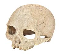 LIOOBO Ornement De Réplique De Crâne Résine pour Aquarium Décoration Réaliste pour Reptiles Et Poissons Accessoire Aquarium pour Terrariums