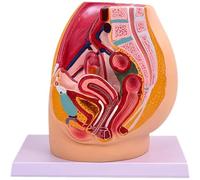 Lipfer Simulation D'enseignement Modèle Pelvien Féminin Système Génito-urinaire Féminin Spécimen Coupe Sagittale Médiane Médecine De L'anatomie Humaine