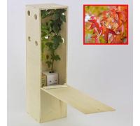 Liquidambar | Copalme D’Amérique | Jeunes Pousses de 30 cm Reçues dans une Caisse en Bois Réutilisable | Pack 2 Unités