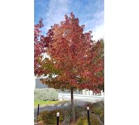 Liquidambar styraciflua/Copalme d'Amérique/Godet/Arbre