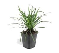 Liriope Muscari Big Blue Couvre-Sol, pour Bordure, Violet, Lot de 60