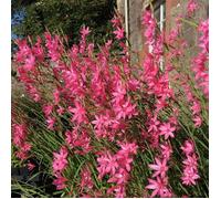 Lis des Cafres Pink Butterflies®